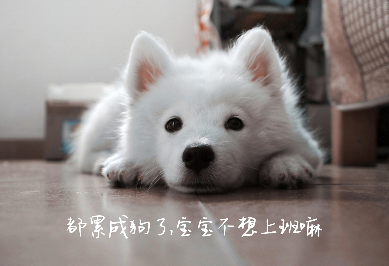 一款细腻优雅的女生手写字体