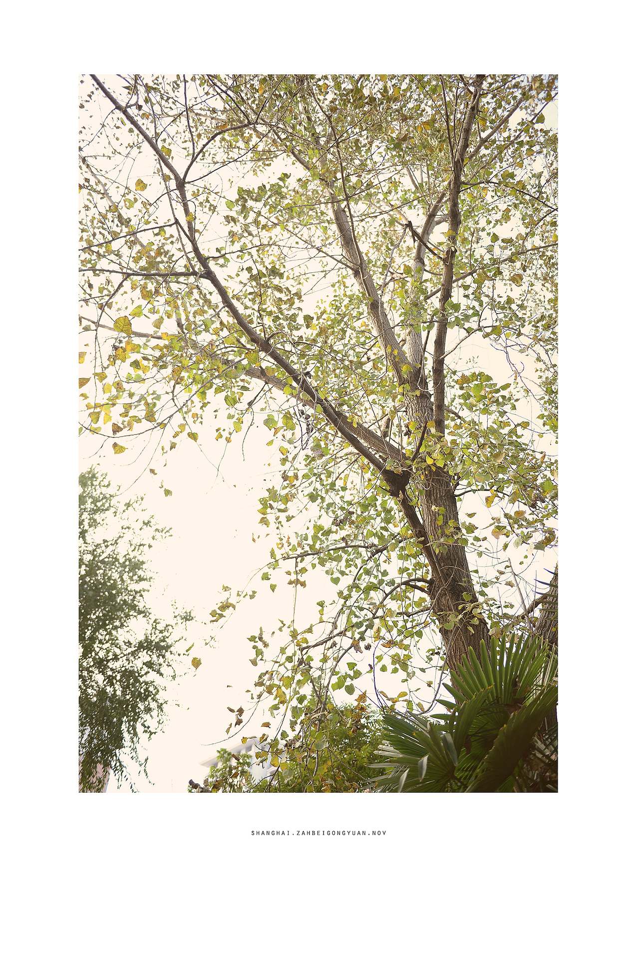 winter（图ZMzgwMDQzOTY=） - 其他摄影 - 站酷设计师adameve原创素材 - 站酷ZCOOL