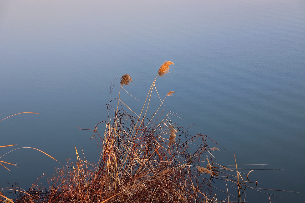 芦苇微微芦苇荡漾