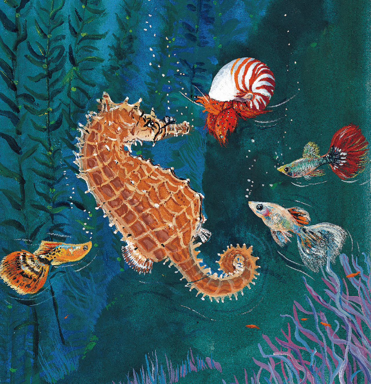 小寄居蟹的第一课