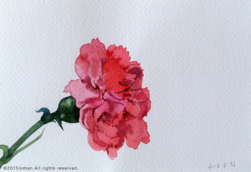 一日一花（图ZMzc5ODAyNjA=） - 商业插画 - 站酷设计师林田lisa原创素材 - 站酷ZCOOL