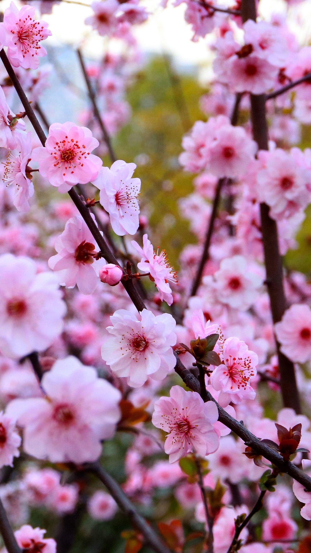 桃花_景致唯美-站酷zcool