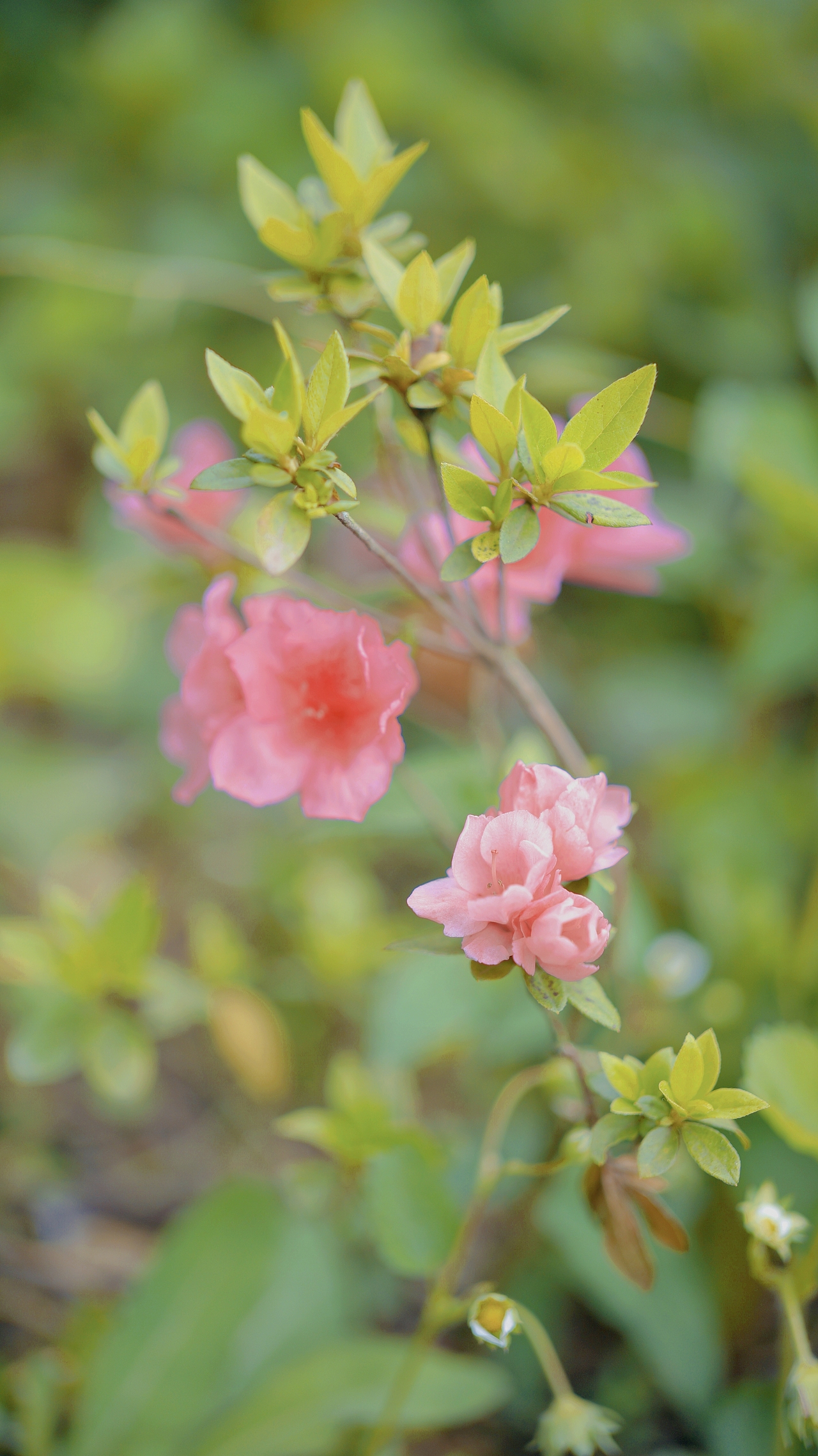 春风里 ~随处都是生机