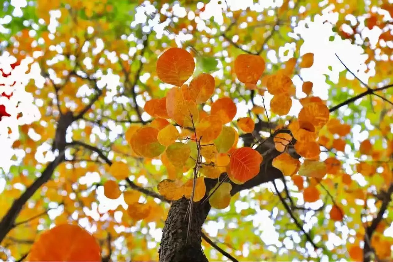 校园采风（图ZODU2MjcwOTY=） - 风光摄影 - 站酷设计师乖小猫咪朵朵莱原创素材 - 站酷ZCOOL