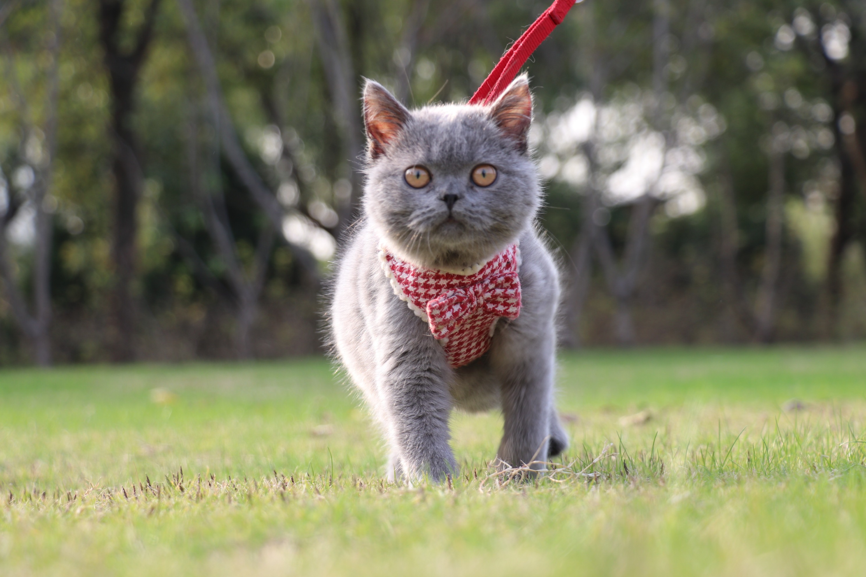 英短 蓝猫 双血统 种公 英国短毛猫