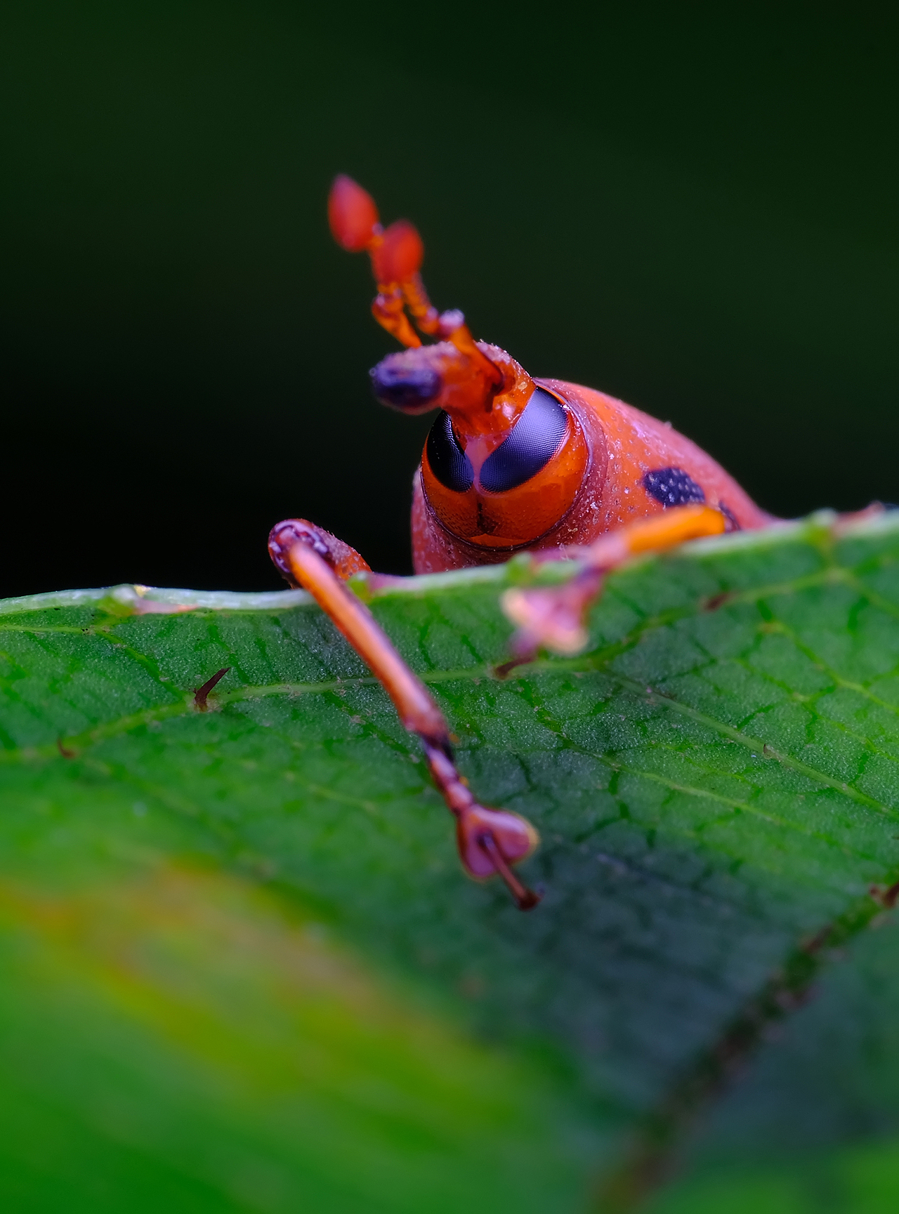 竹象,云南人吃的昆虫