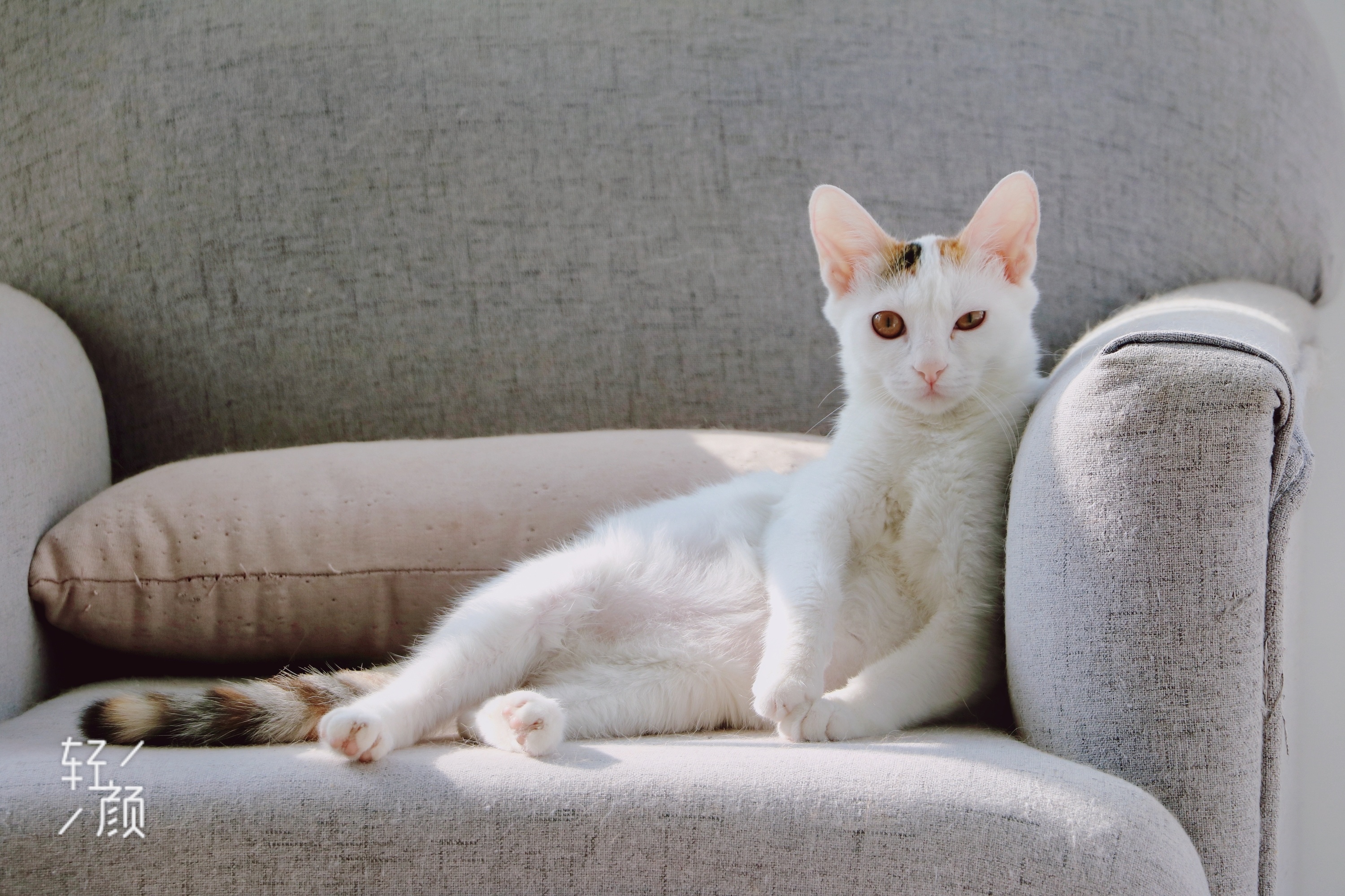 猫咪|摄影|动物|猫小咪的铲屎官 - 原创作品 - 站酷 (zcool)