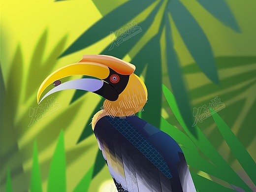 双角犀鸟_素材网站_图片免费下载-zcool站酷