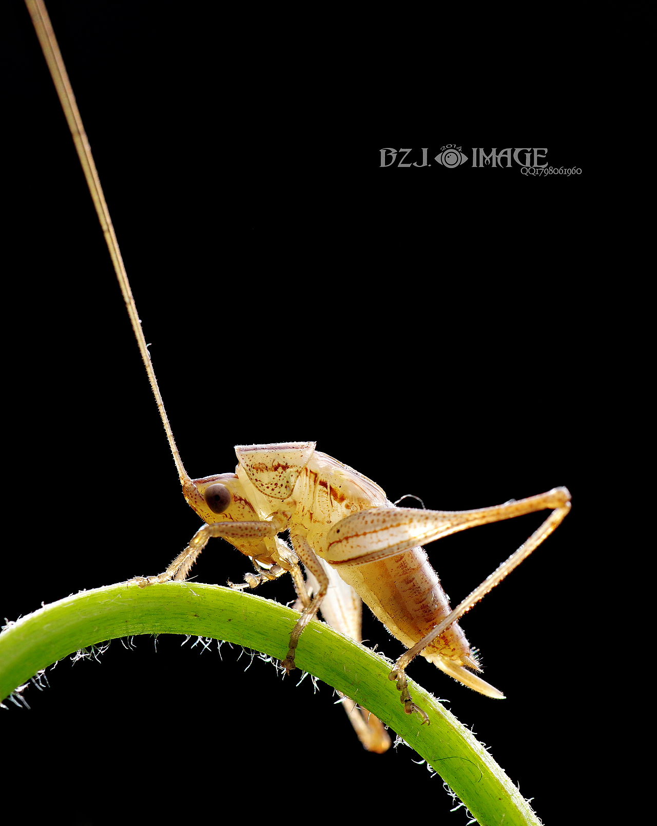 生态微距,各种常见昆虫望大家喜欢,,,