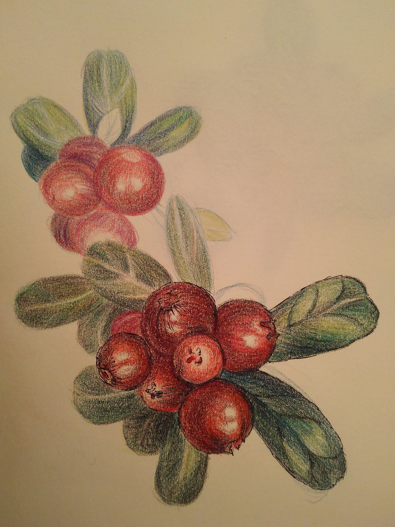 彩铅小品——红果果（图ZNDU1MDE3MTY=） - 创作习作 - 站酷设计师麦泡泡原创素材 - 站酷ZCOOL