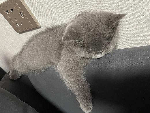 我家的懒猫