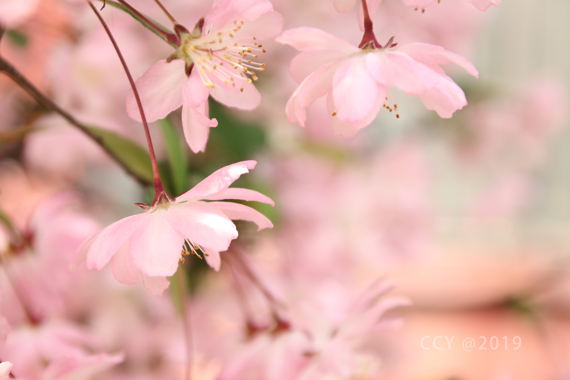 春日暖阳小花开