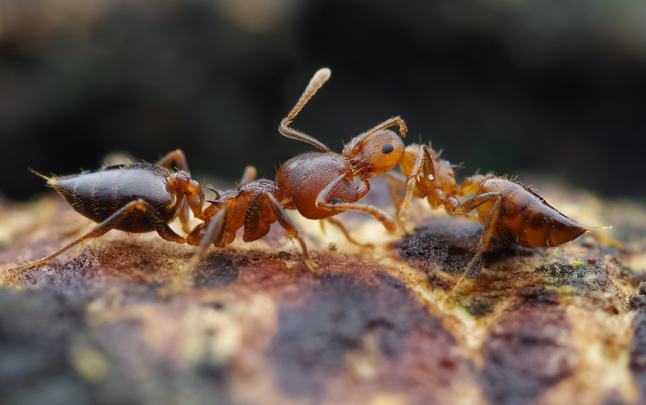 一对举尾蚁在打架