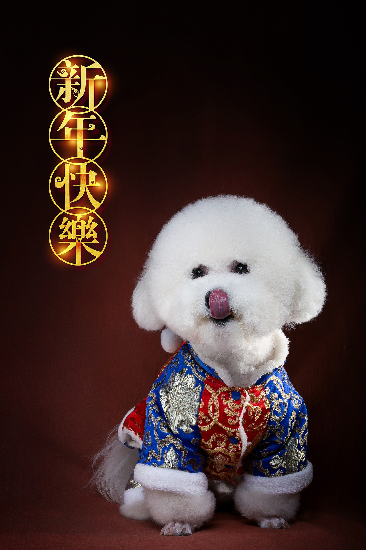 快要过大年了，欢喜得很。（图ZMTQyNDkzOTQ0） - 宠物摄影 - 站酷设计师AC宠物摄影原创素材 - 站酷ZCOOL