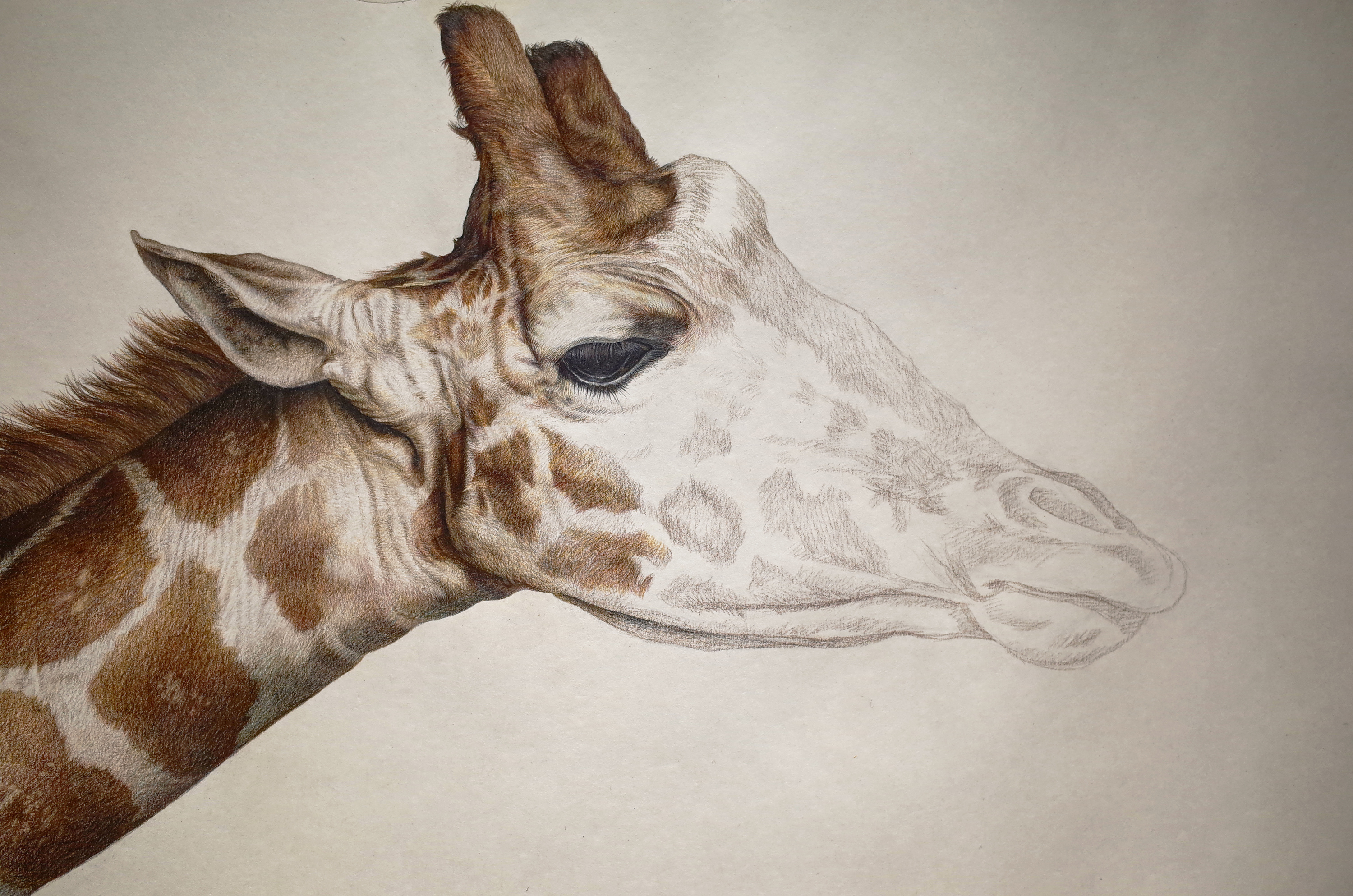 手绘彩铅长颈鹿