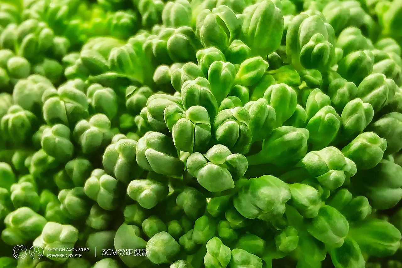 手机样张摄影 I 中兴Axon30手机 I 乐芳摄影（图ZMjY1MDczOTA4） - 其他摄影 - 站酷设计师摄影师陈芳原创素材 - 站酷ZCOOL