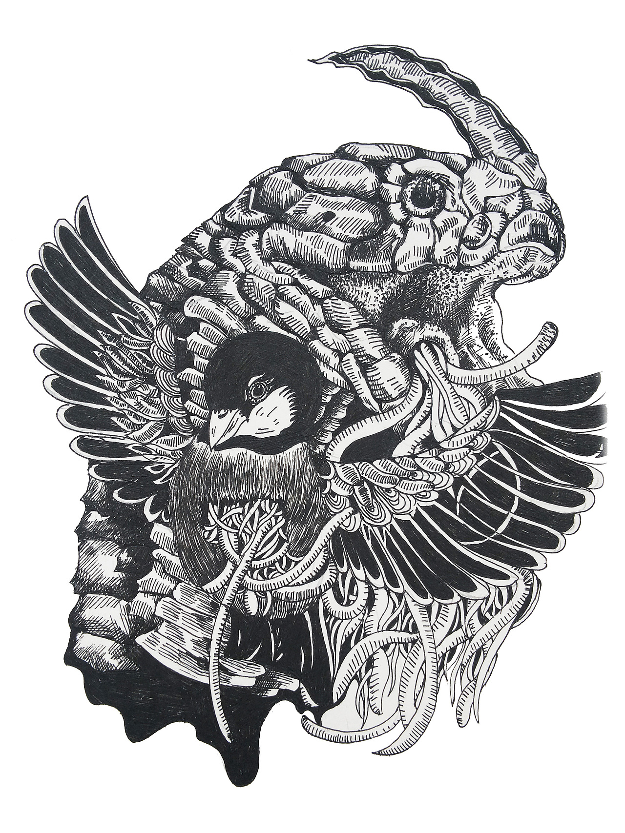 黑白绘-鸟类的生死演绎(稿子)