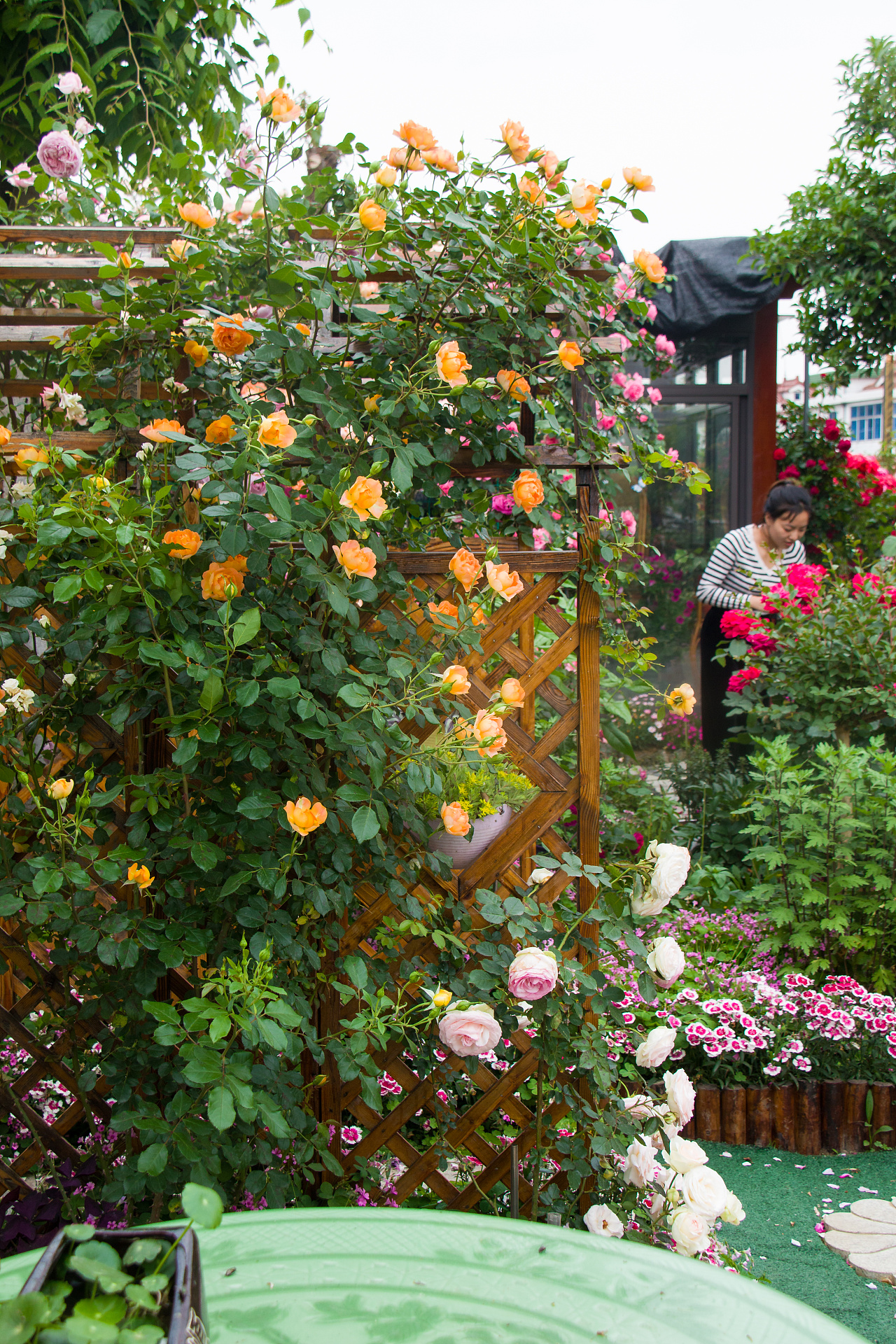 最美私家花园月季花开的季节可盐可甜