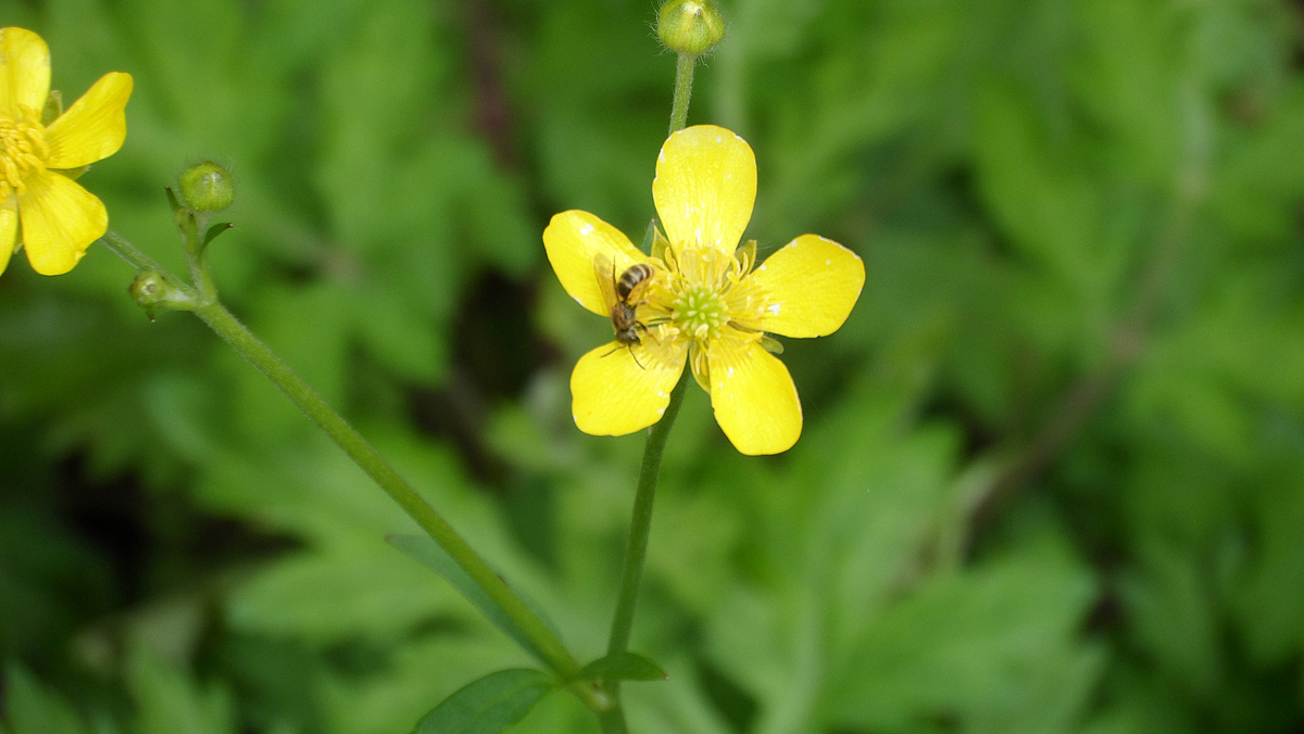 2013家里的那些花 (二)