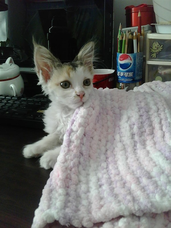 最爱吃草的傲娇小主