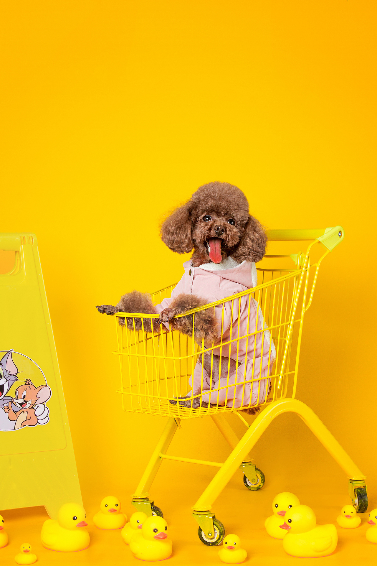 双宠小黄车（图ZMjgzNzczNDky） - 宠物摄影 - 站酷设计师温文尔雅GJ原创素材 - 站酷ZCOOL