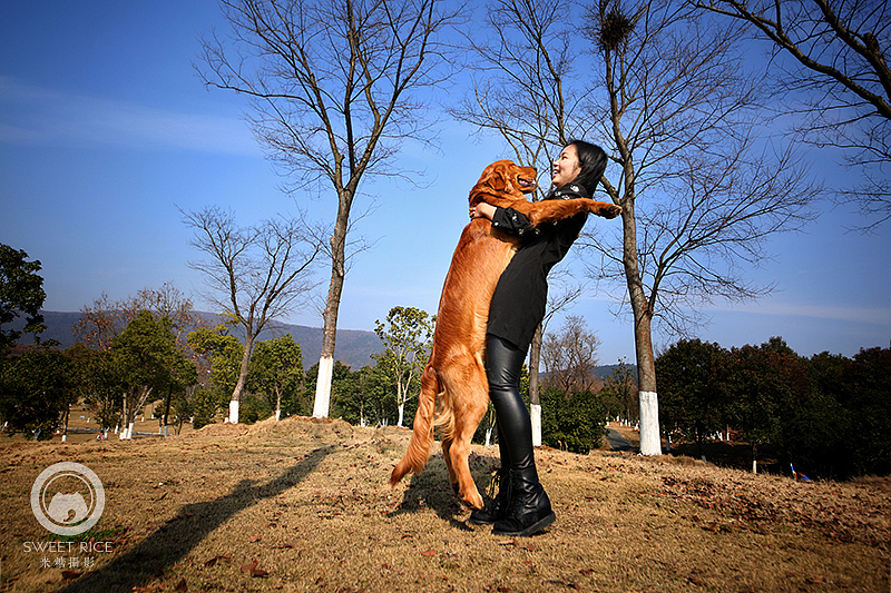 【金毛】熨斗1岁啦（图ZMzg3Mjk2Mjg=） - 宠物摄影 - 站酷设计师挂糖原创素材 - 站酷ZCOOL