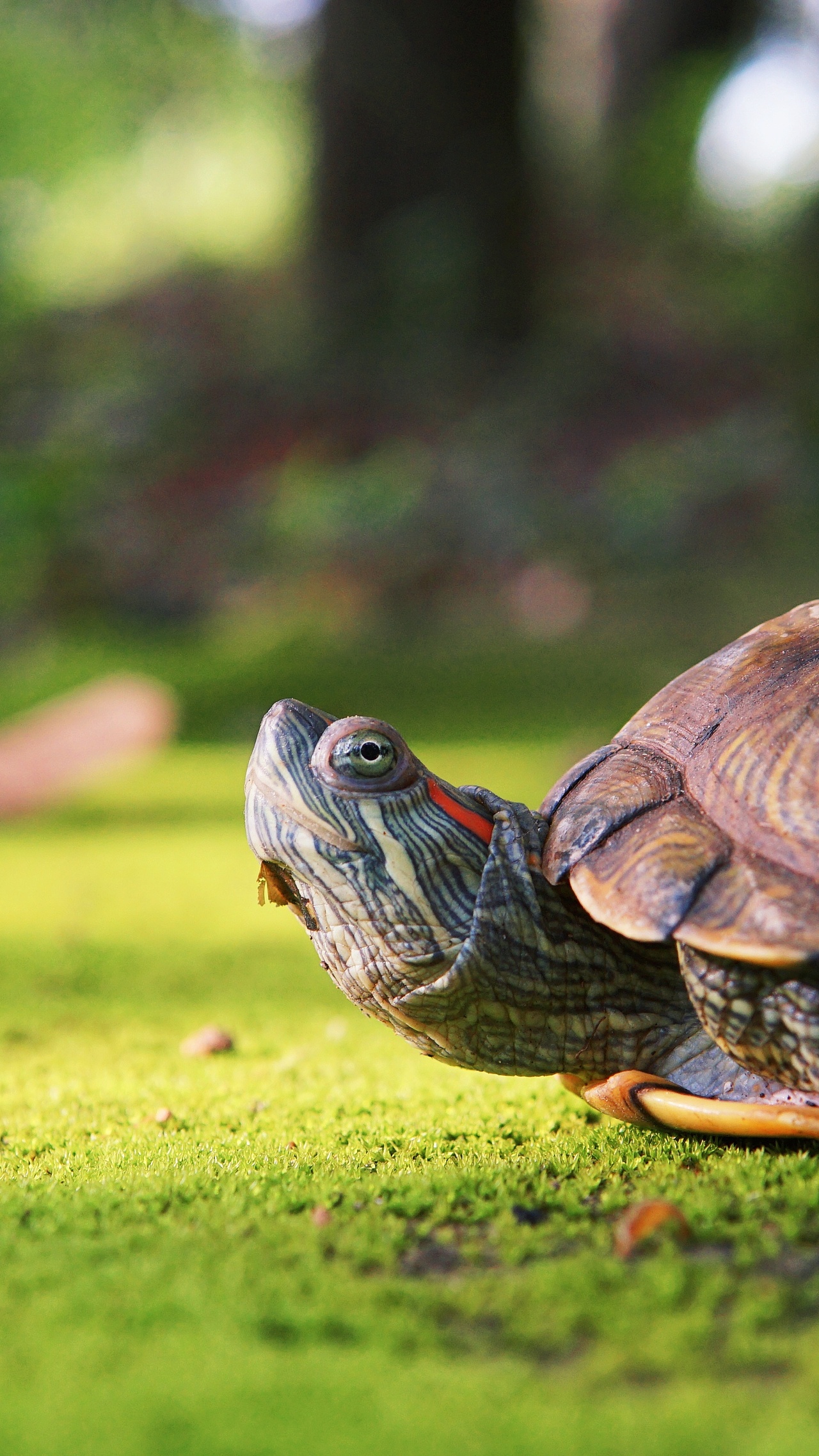 龟|摄影|宠物摄影|白日梦想家2012_原创作品-站酷zcool