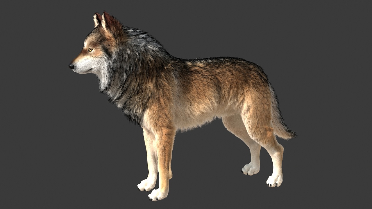 动物毛发练习-狼