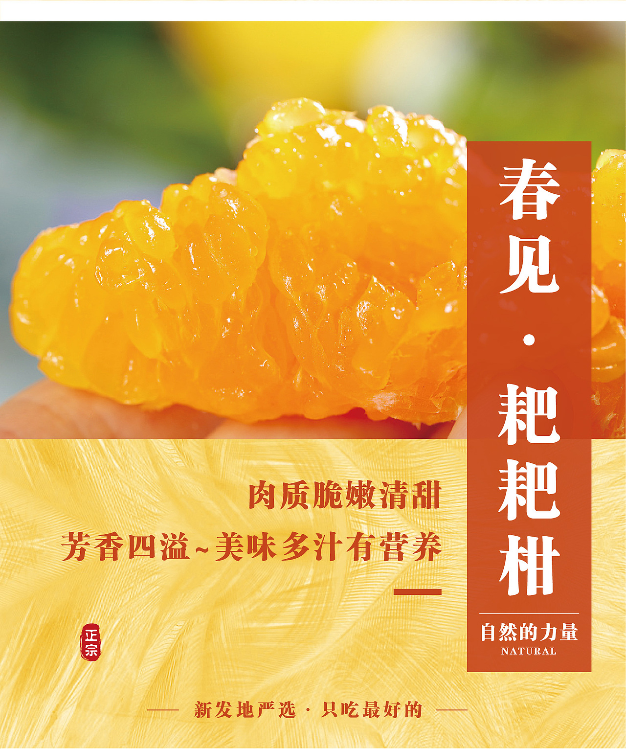 电商-春见耙耙柑（图ZMjgwOTI2NTA4） - 其他平面 - 站酷设计师obstinacy君原创素材 - 站酷ZCOOL