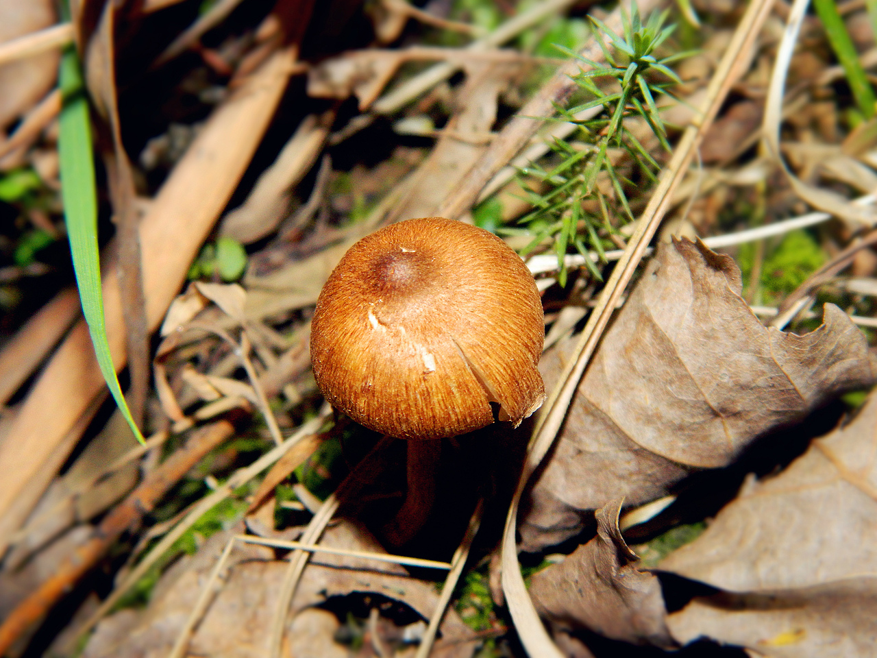 田间的野蘑菇