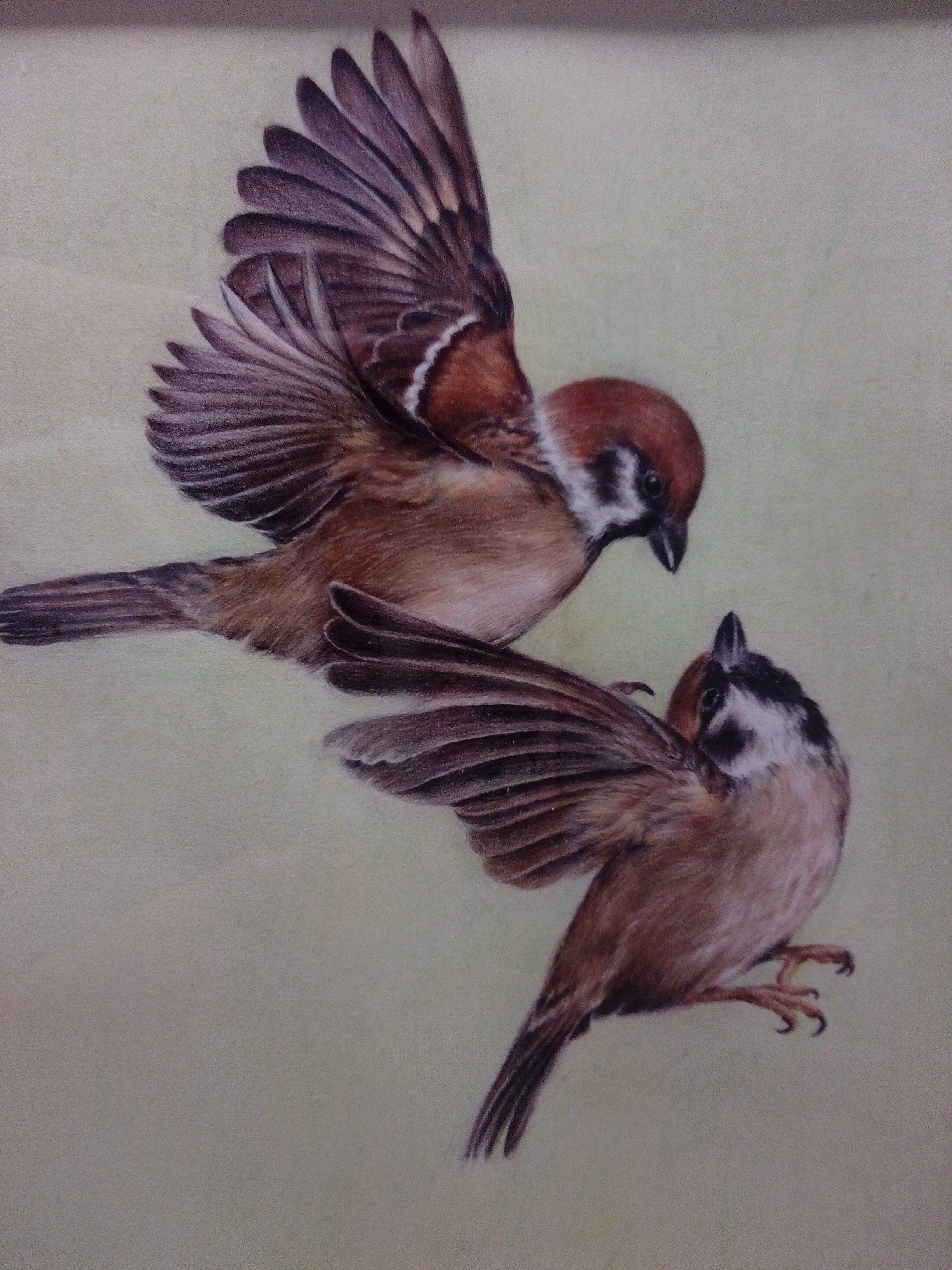 รูปSpring Birds Sparrow Chat Spring PNG , Cartoon, Cute, Slyภาพ PNG และ ...
