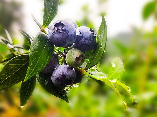 希尔德蓝莓农场（个人主页-ZMzcwNTUzMzY=） - 产品摄影 - 站酷设计师Taurus_Li原创素材 - 站酷ZCOOL