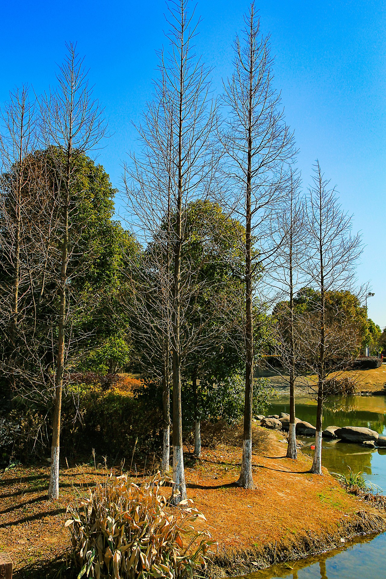 江阴金顾山公园