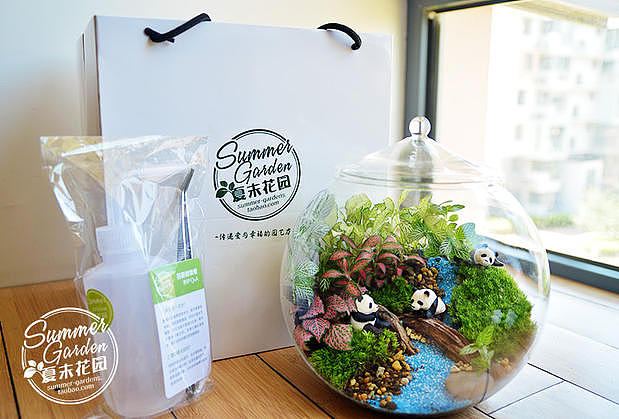 绿植手作之熊猫吉祥三宝--《夏末花园成长日记11》