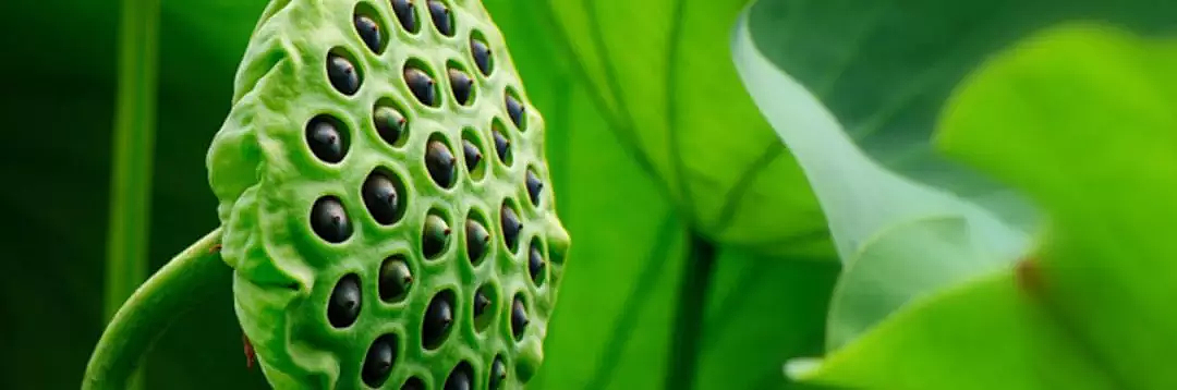 荷叶莲莲--异形珍珠荷叶莲子作品欣赏（图ZMTExMjg3NDky） - 首饰设计 - 站酷设计师代波军艺术珠宝原创素材 - 站酷ZCOOL