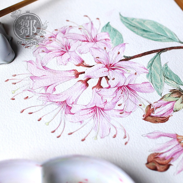 杜鹃花系列——广西杜鹃