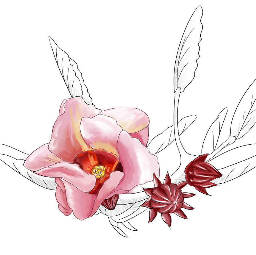 就是洛神花.|插画|商业插画|工农兵学商_原创作品-站酷zcool