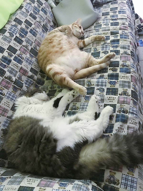 没错最后我就是来秀猫的，哈哈哈哈~