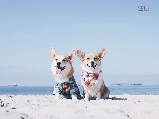 宠物app（个人主页-ZMzM2MjA5NzY=） - APP界面 - 站酷设计师神仙姐姐哈哈哈哈原创素材 - 站酷ZCOOL