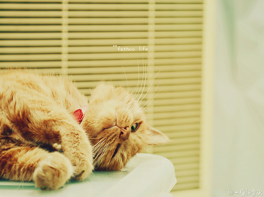 胖虎的日常（一）消魂睡姿集锦（图ZNTM1NTk2MjQ=） - 宠物摄影 - 站酷设计师baggiokiva原创素材 - 站酷ZCOOL