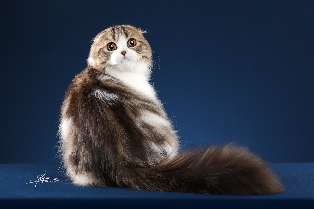 苏格兰折耳猫|Photography|Pet Photography|AMYWORKS赛猫摄影_Original作品-站酷ZCOOL