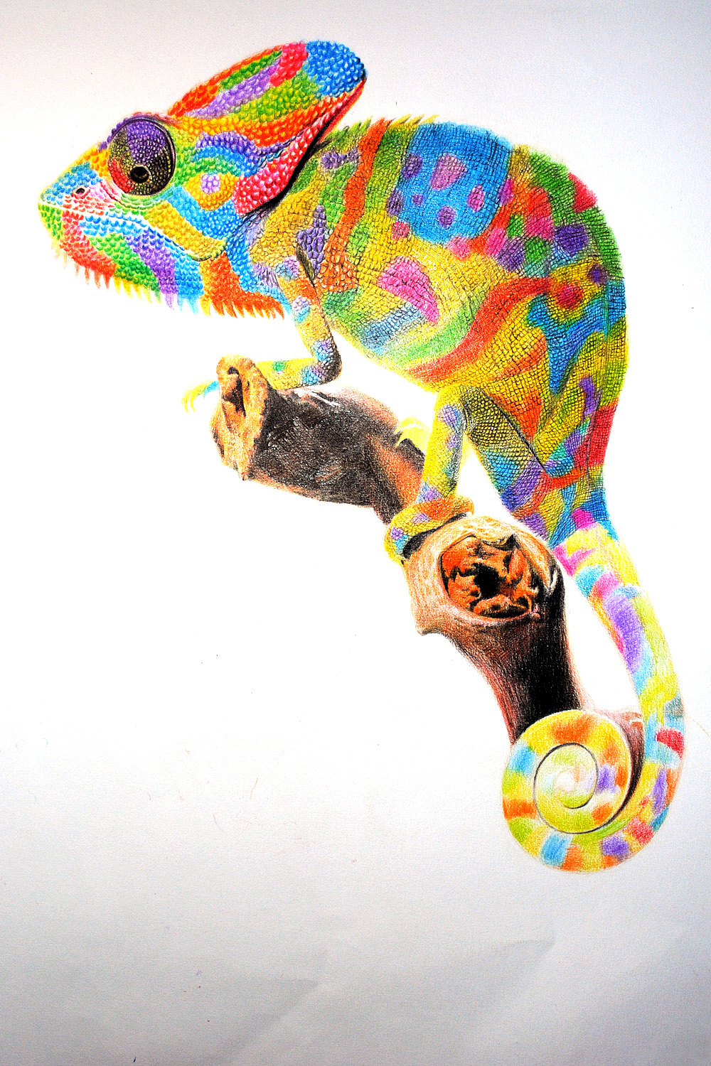 oy彩铅画变色龙