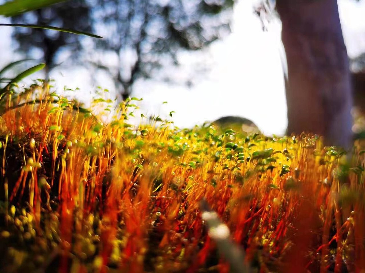 随手拍的葫芦藓（图ZMjcyNjI3Mzg4） - 其他摄影 - 站酷设计师黑色冰河原创素材 - 站酷ZCOOL