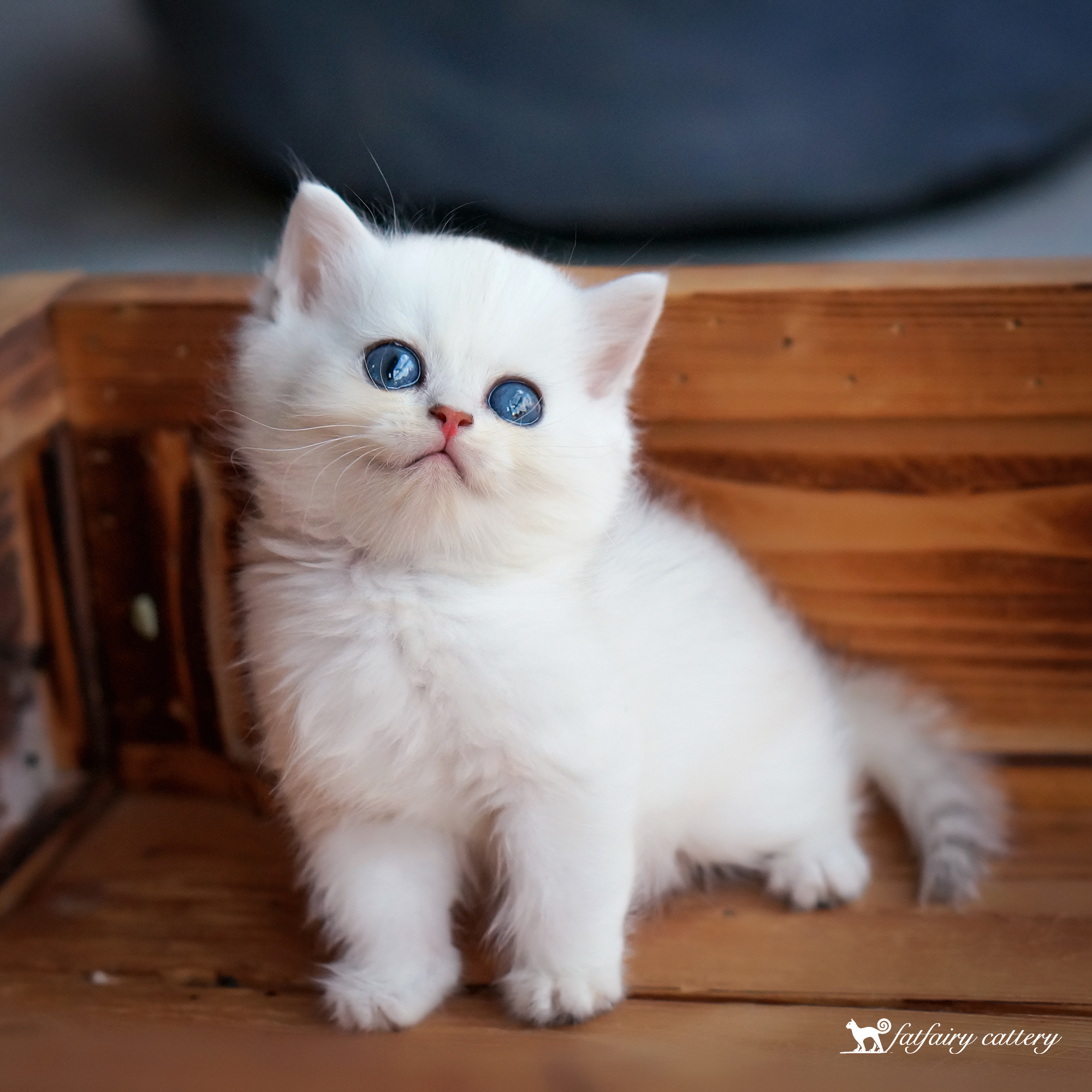 宠物猫/刚满一个月的渐层宝宝 *【panda西原创作品5】