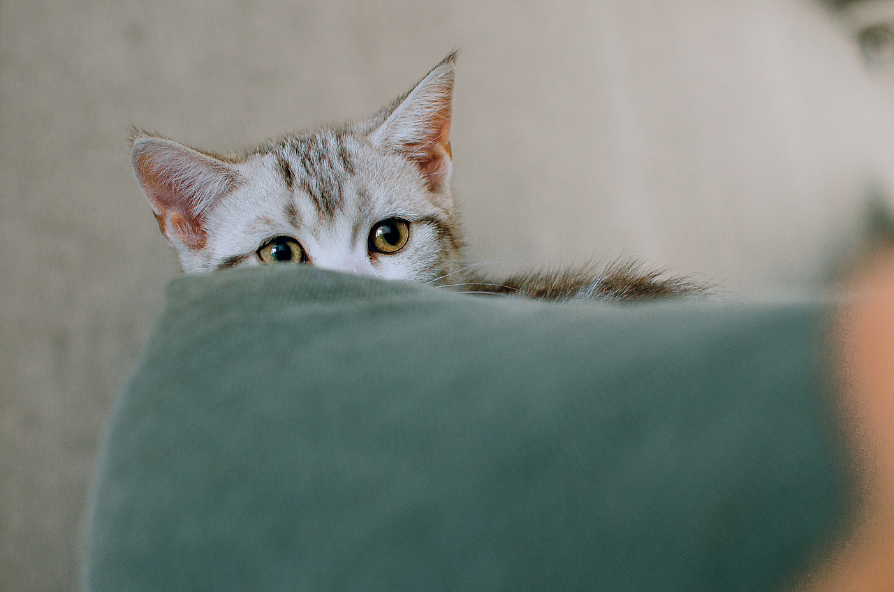 002-拍够100只猫/小核桃