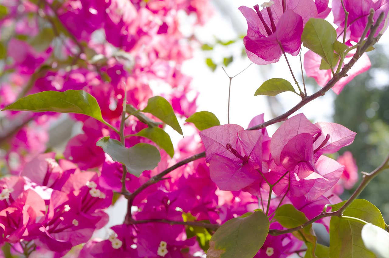 鲜花,渲染了整个春天