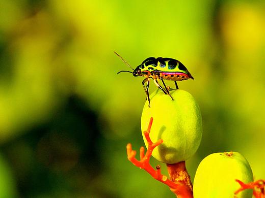 懒洋洋的昆虫微距摄影