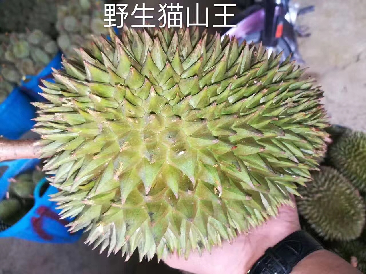 以往——野生猫山王榴莲