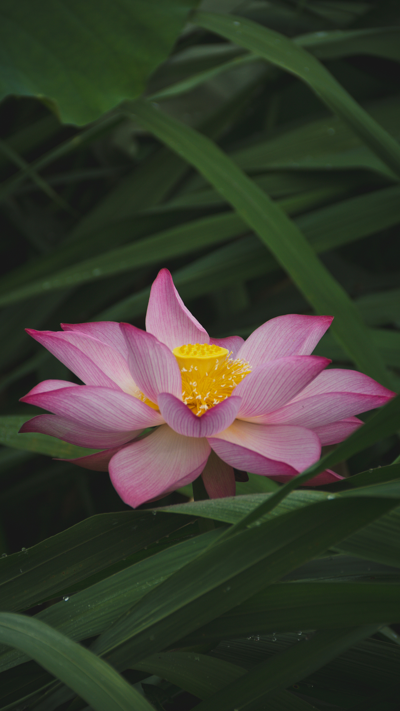 夏天的荷花开正艳