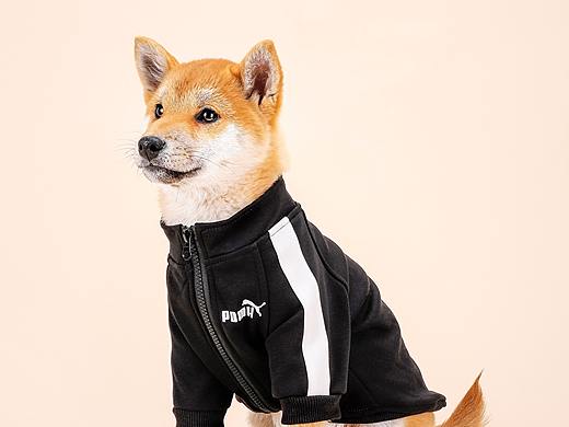 宠物服装拍摄
